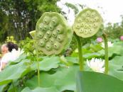 Những bài thuốc quý từ cây sen
