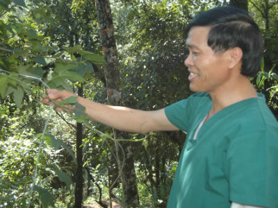 Theo ông Quang, cây chìa vôi có tác dụng chữa trị bệnh thoái vị đĩa đệm