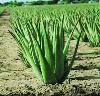 KHÔNG NÊN LẠM DỤNG CÂY NHA ĐAM Aloe vera
