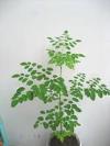 TỔNG HỢP MỘT SỐ THÔNG TIN VỀ CÂY CHÙM NGÂY