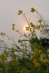 Hình ảnh đức Phật trong thơ Haiku