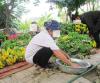Ăn nhiều chuối ở Việt Nam sẽ nguy hiểm tính mạng