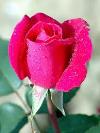 MON AMIE LA ROSE

BÔNG HỒNG BẠN TÔI