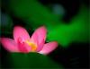 Quan hệ nhân quả như là quan hệ giữa “cơ duyên” và “bừng tỉnh” trong thơ Đường