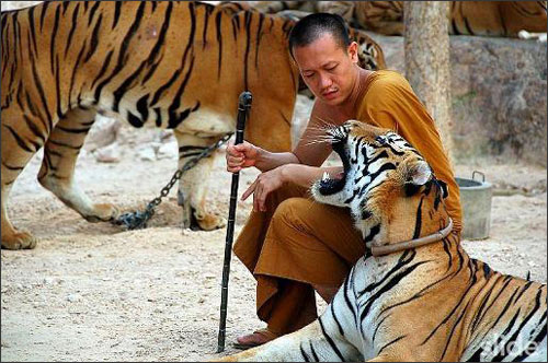 Tới đền Theravada để... đùa với hổ