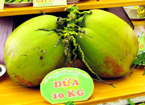 Dừa nặng 10kg.