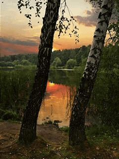 Animated wallpaper, screensaver 240x320 for cellphone