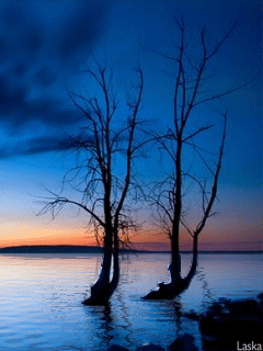 Animated wallpaper, screensaver 240x320 for cellphone