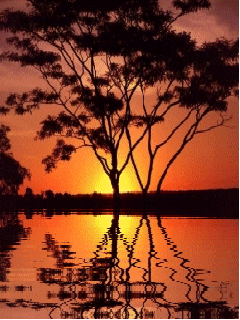 Animated wallpaper, screensaver 240x320 for cellphone