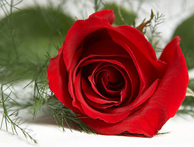 rose.jpg