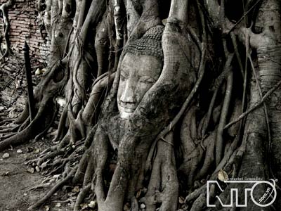 Đầu Phật được một rễ si ôm trọn tại Wat Mahathat.