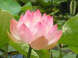 Tu viện Quảng Đức
